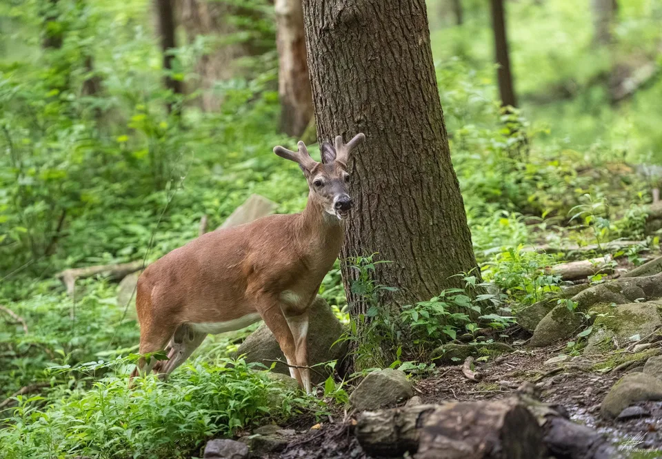 White-tailed deer beside a tree in a green forest