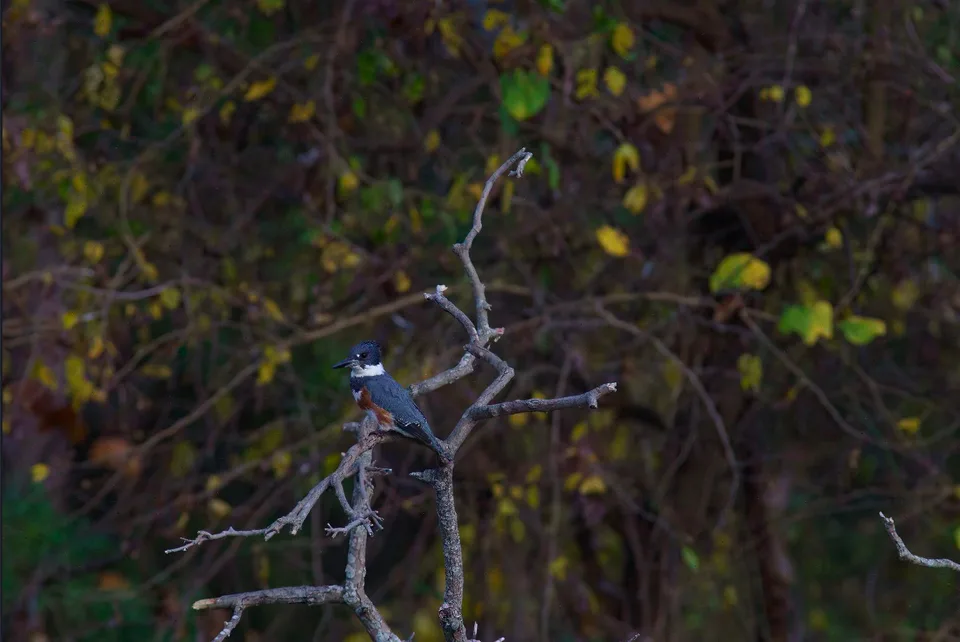 Belted kingfisher perched on a bare branch