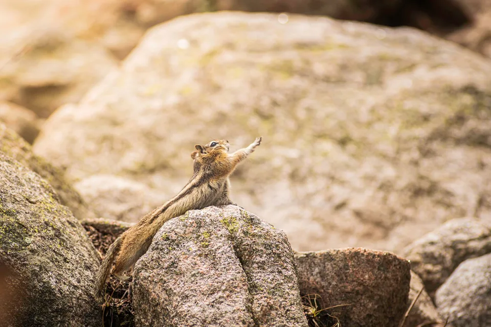 Chipmunk stretching up on a granite boulder
