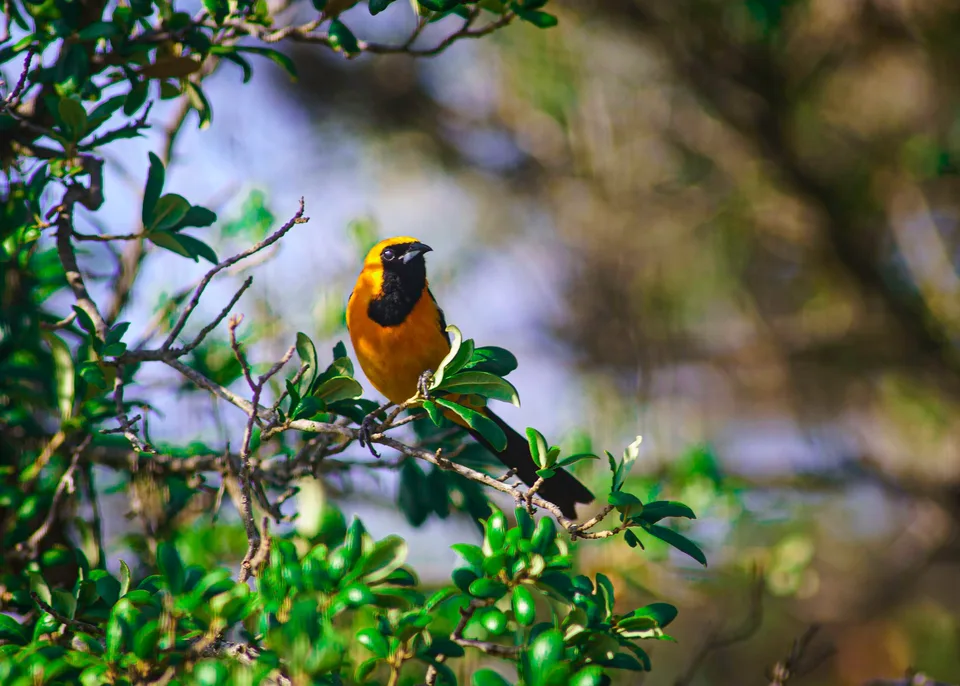Orange-and-black oriole perched among green leaves