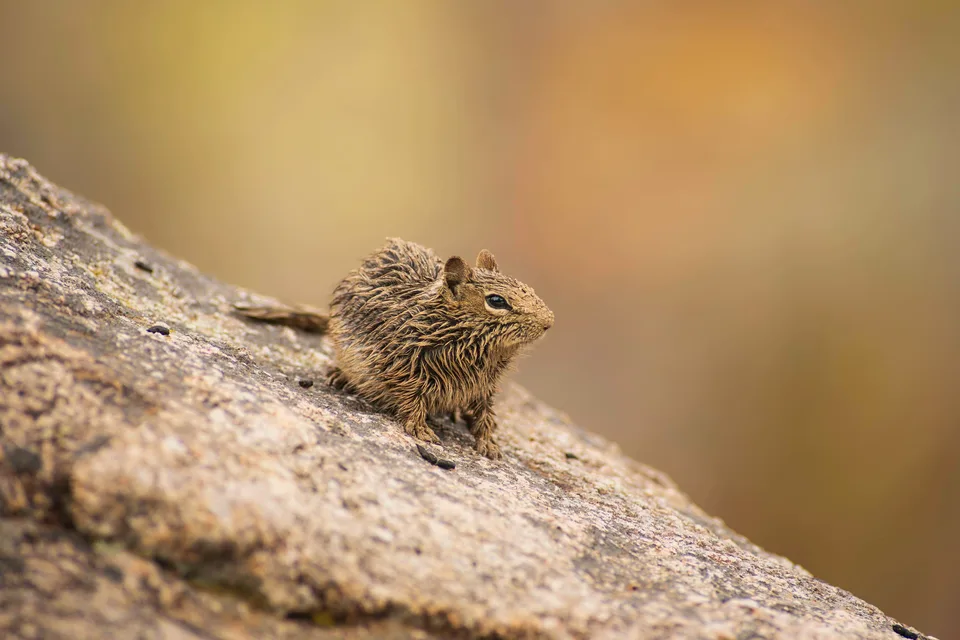 Young ground squirrel resting on a sloped rock