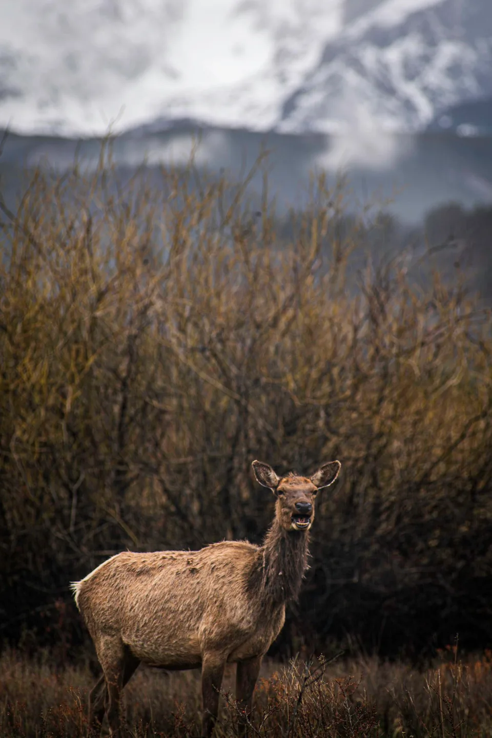 Elk standing in brush beneath snow-dusted mountains