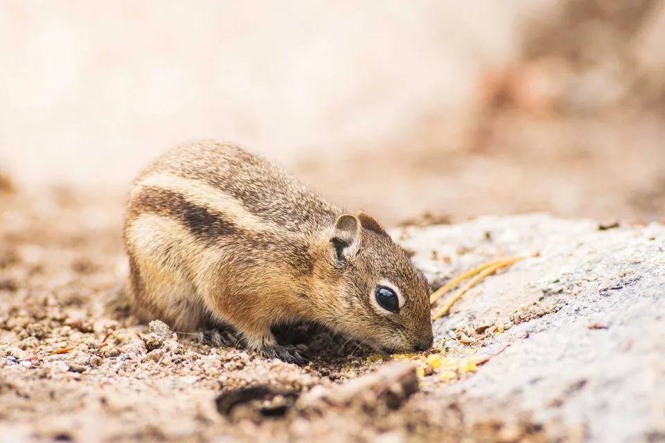 Chipmunk foraging on a rock