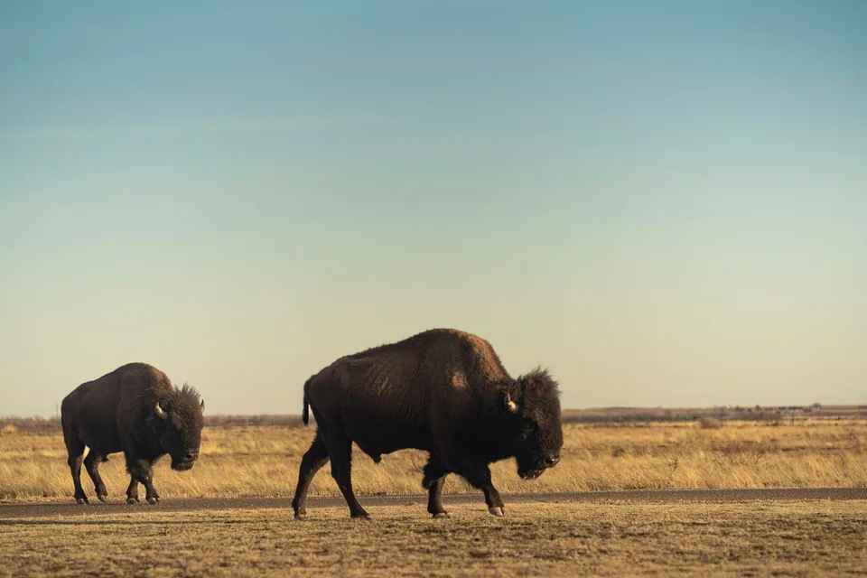 Two bison walking across a golden prairie