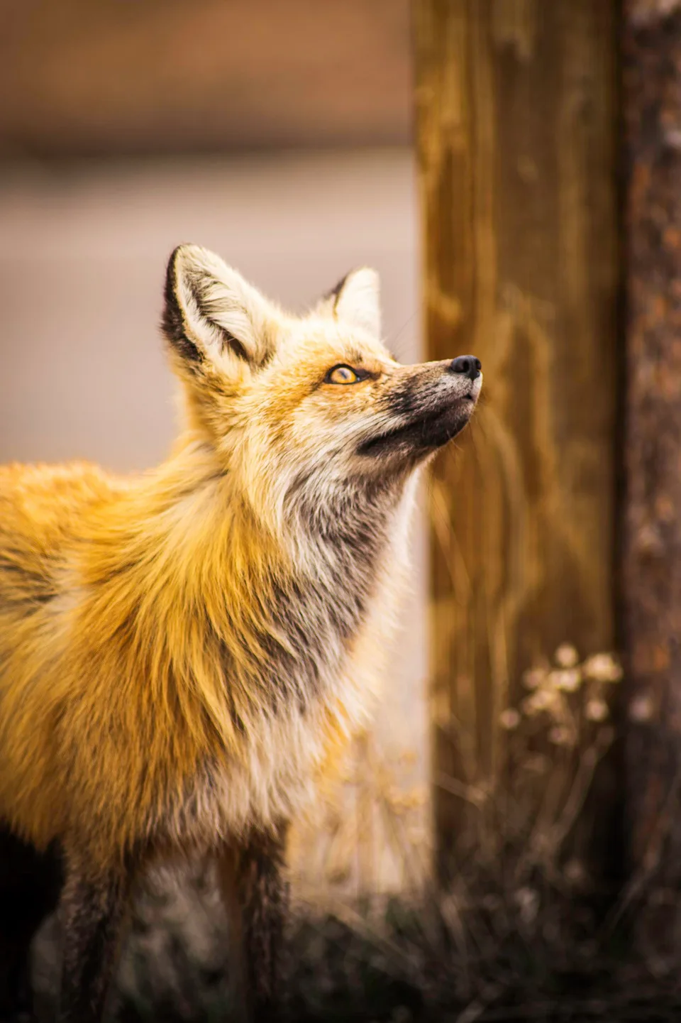 Red fox gazing upward beside a weathered post