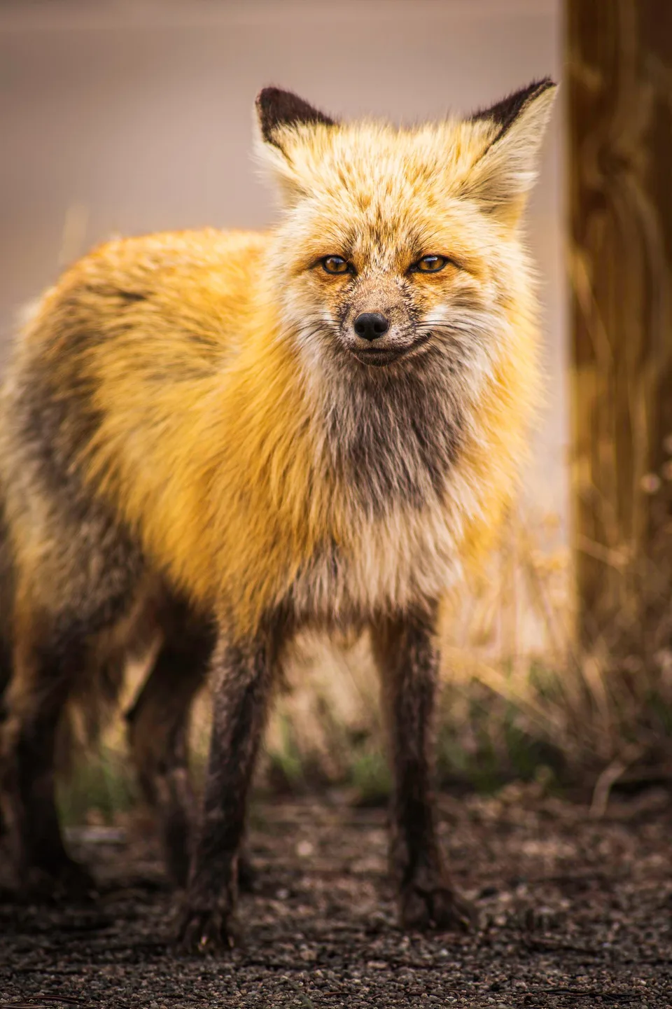 Red fox standing and looking toward the camera