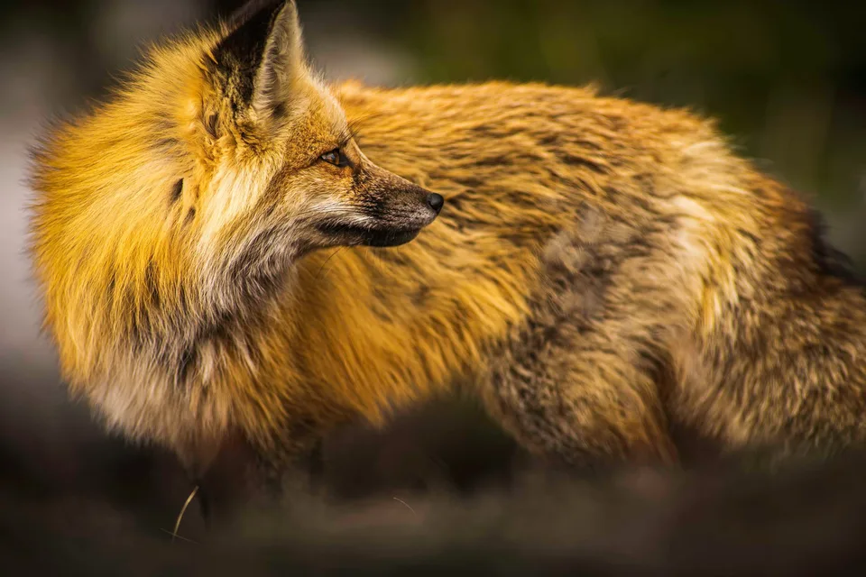 Red fox turning its head in warm light