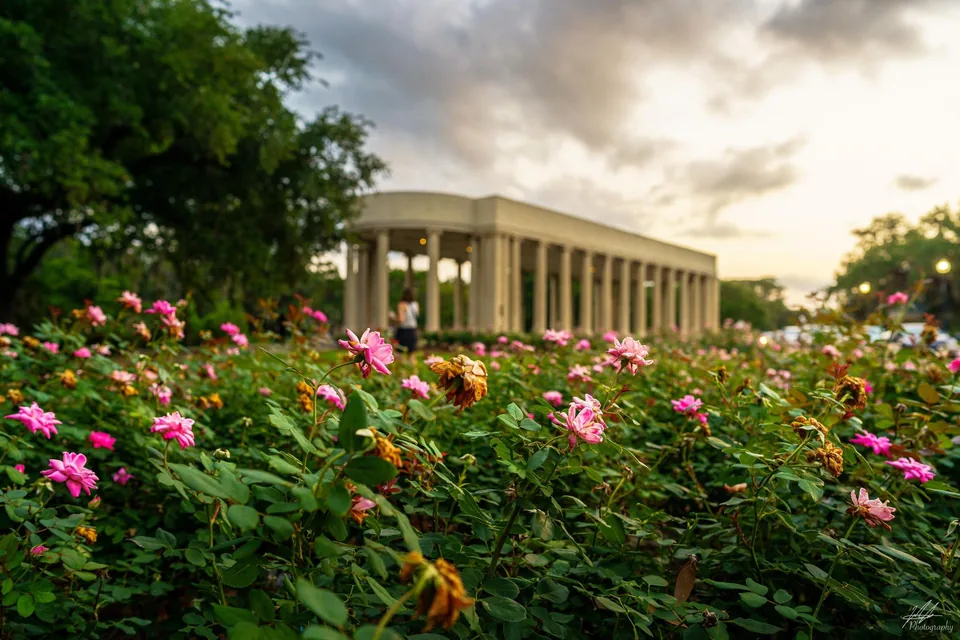 Pink roses before a classical colonnade at sunset