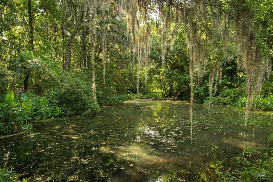 Swamp pond under moss-draped trees