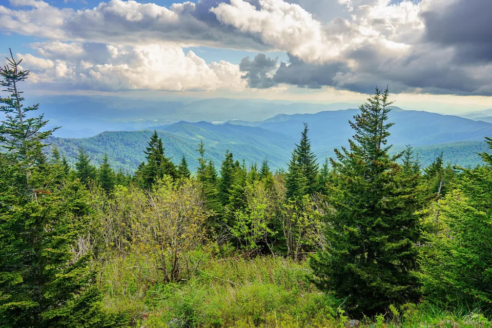Fir trees with layered blue mountains beyond