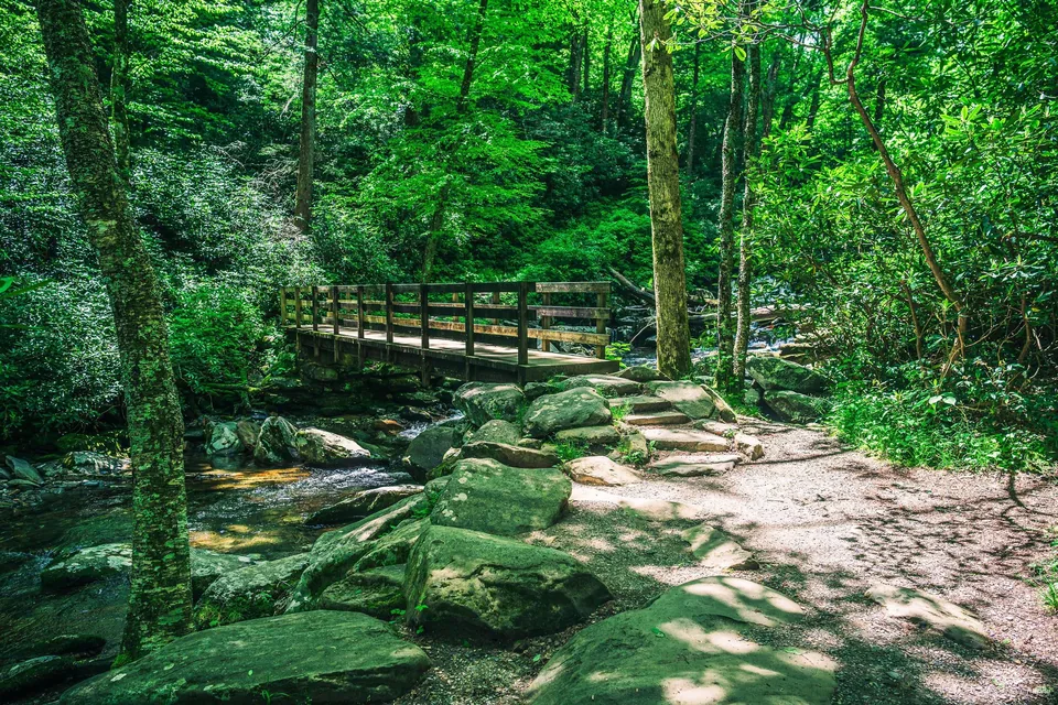 Wooden footbridge along a mossy forest trail