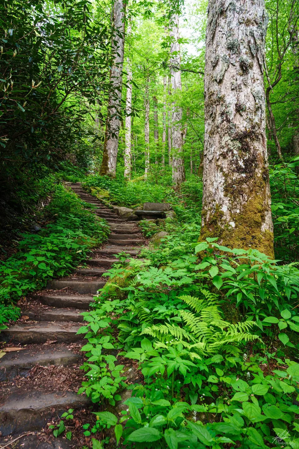Stone steps climbing through a lush forest