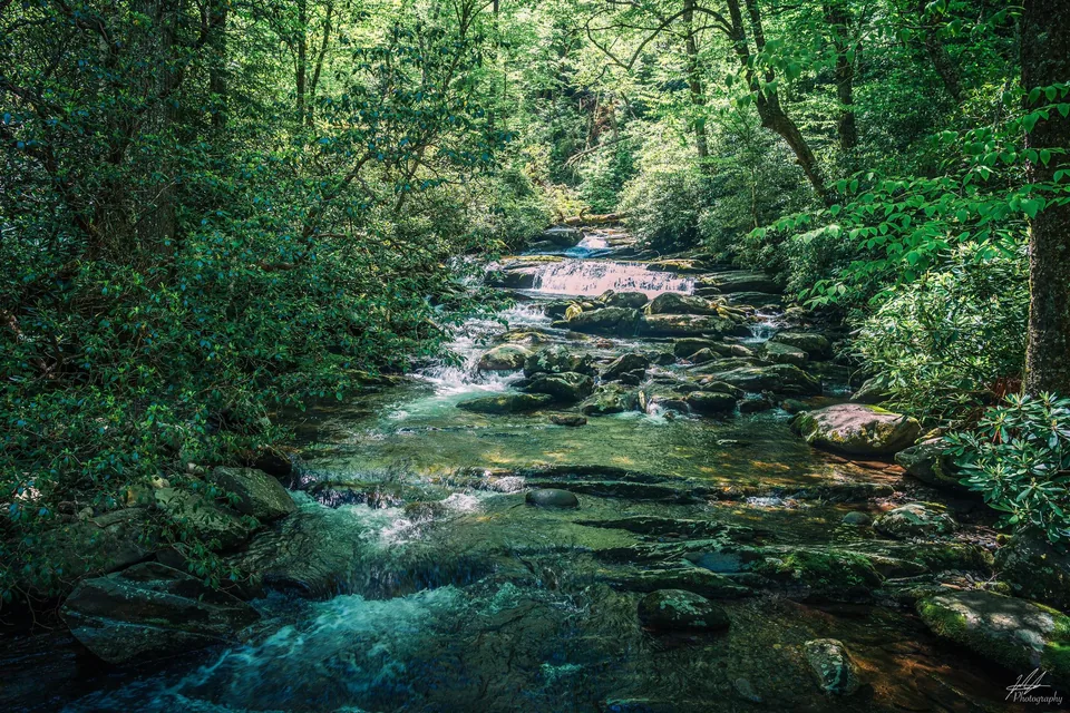 Clear creek flowing through a green forest