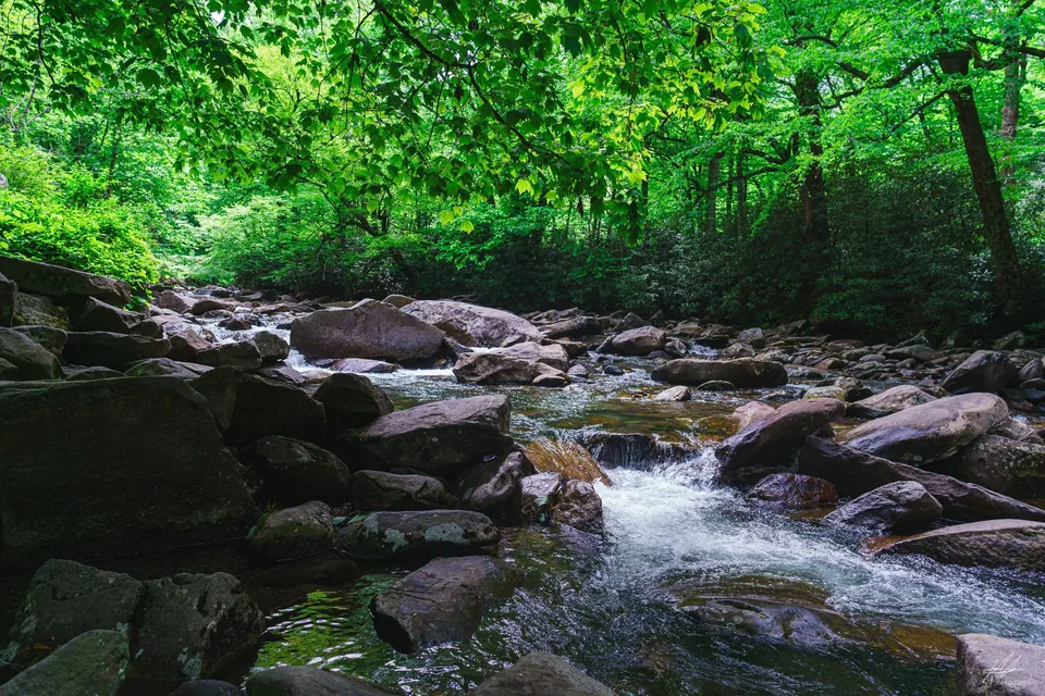 Rapids tumbling over rocks in a forest river