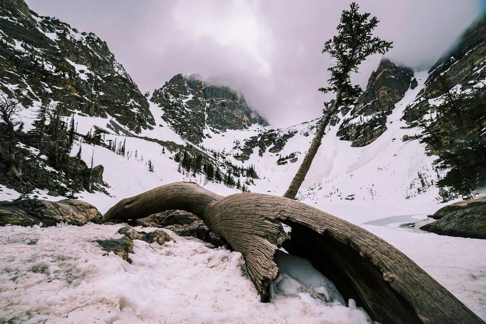 Fallen tree arched over snow below jagged peaks